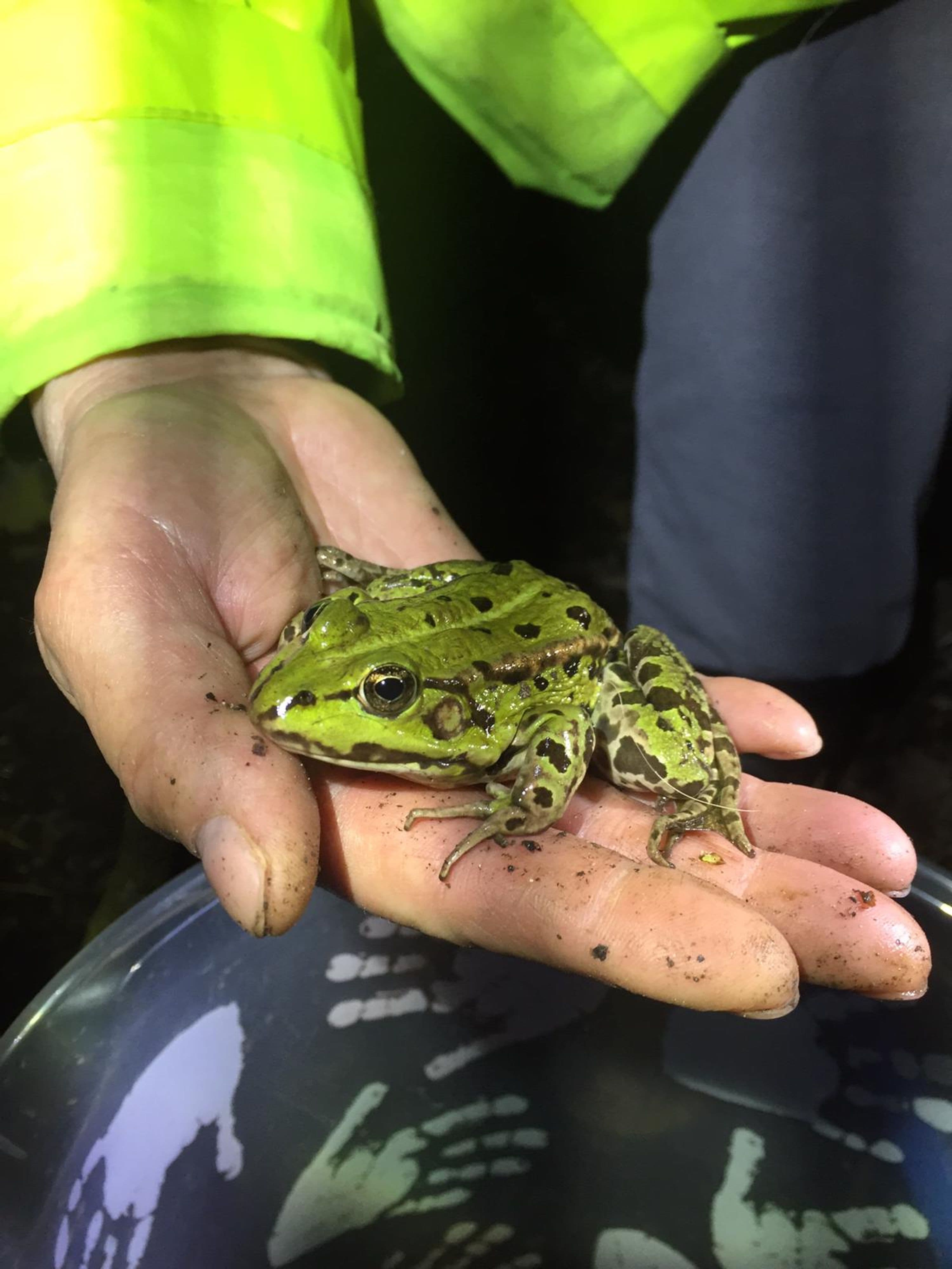 Achtung, Amphibien! Wenn Molche und Frösche die Straßen überqueren