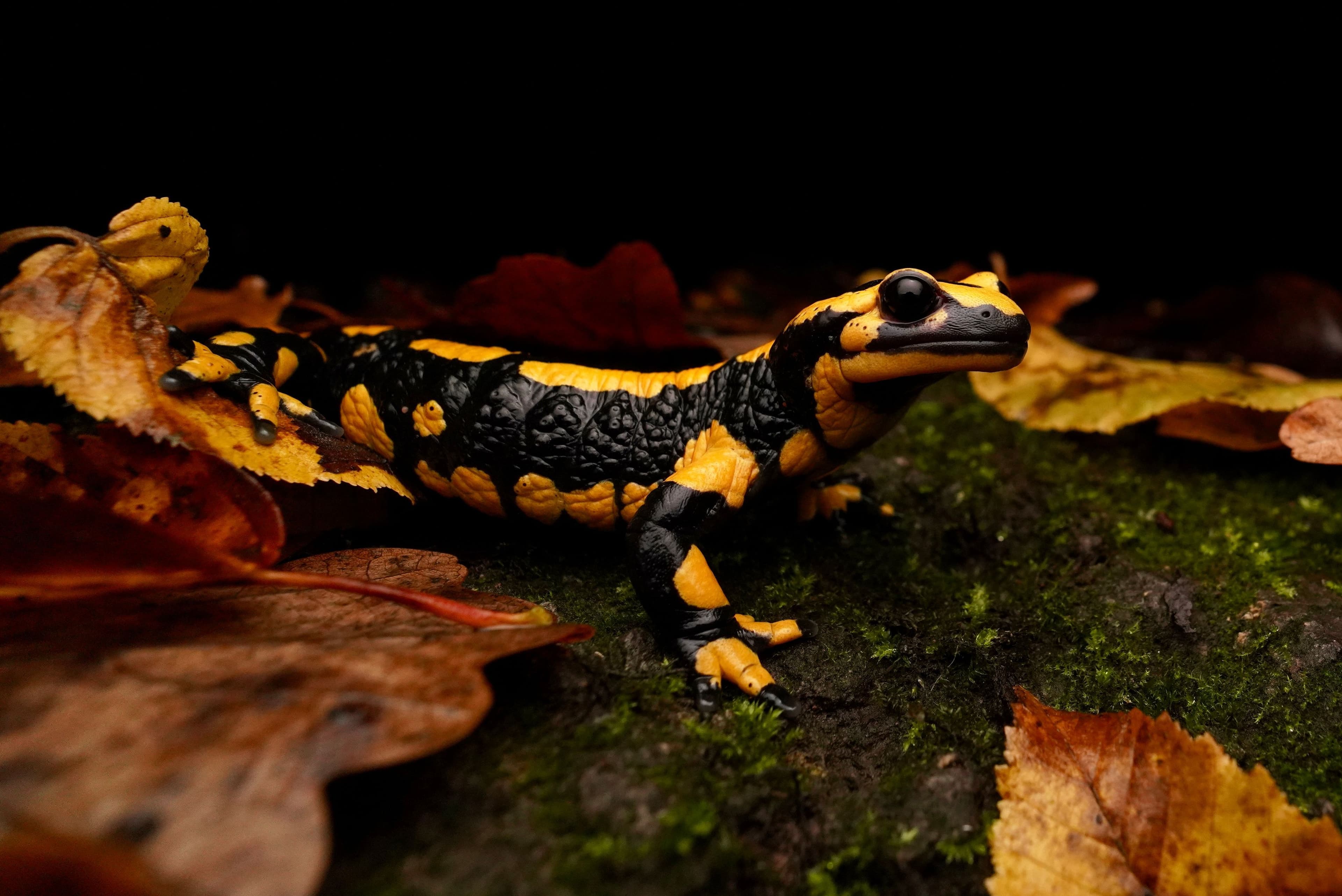 Gefährdeter Feuersalamander im Blick