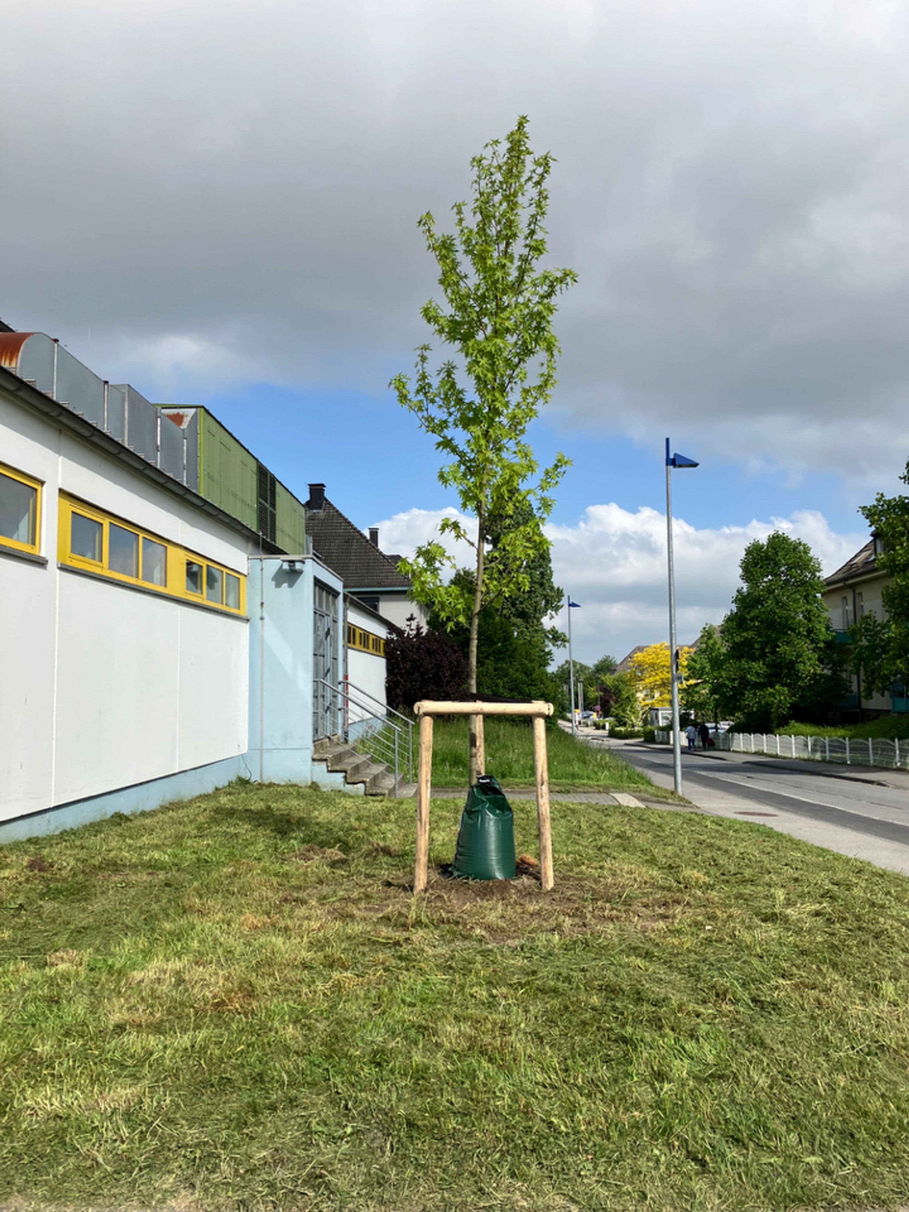 Menden gedenkt mit neuem Trauerbaum