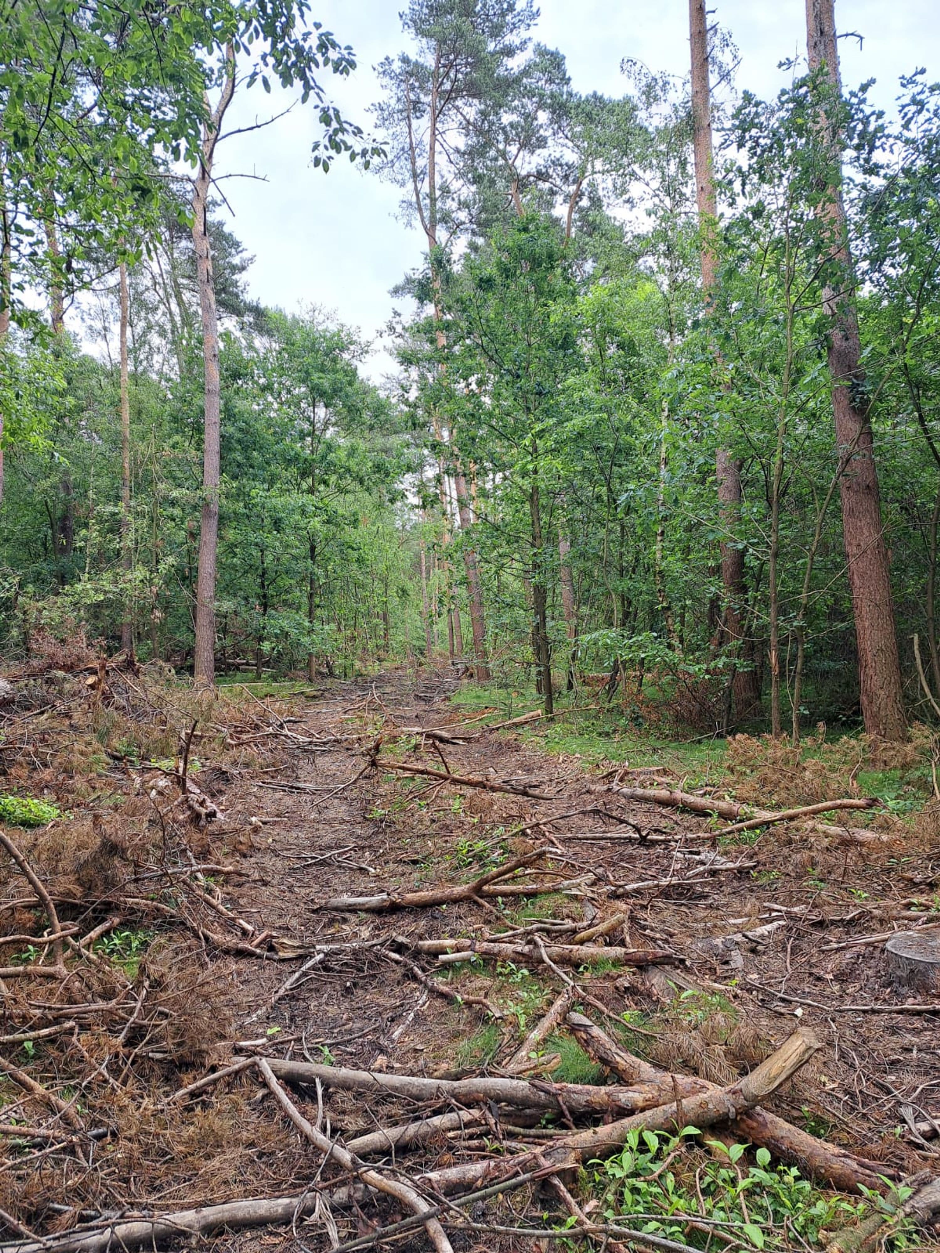 Naturwald und Heidelebensräume in Olfen entdecken
