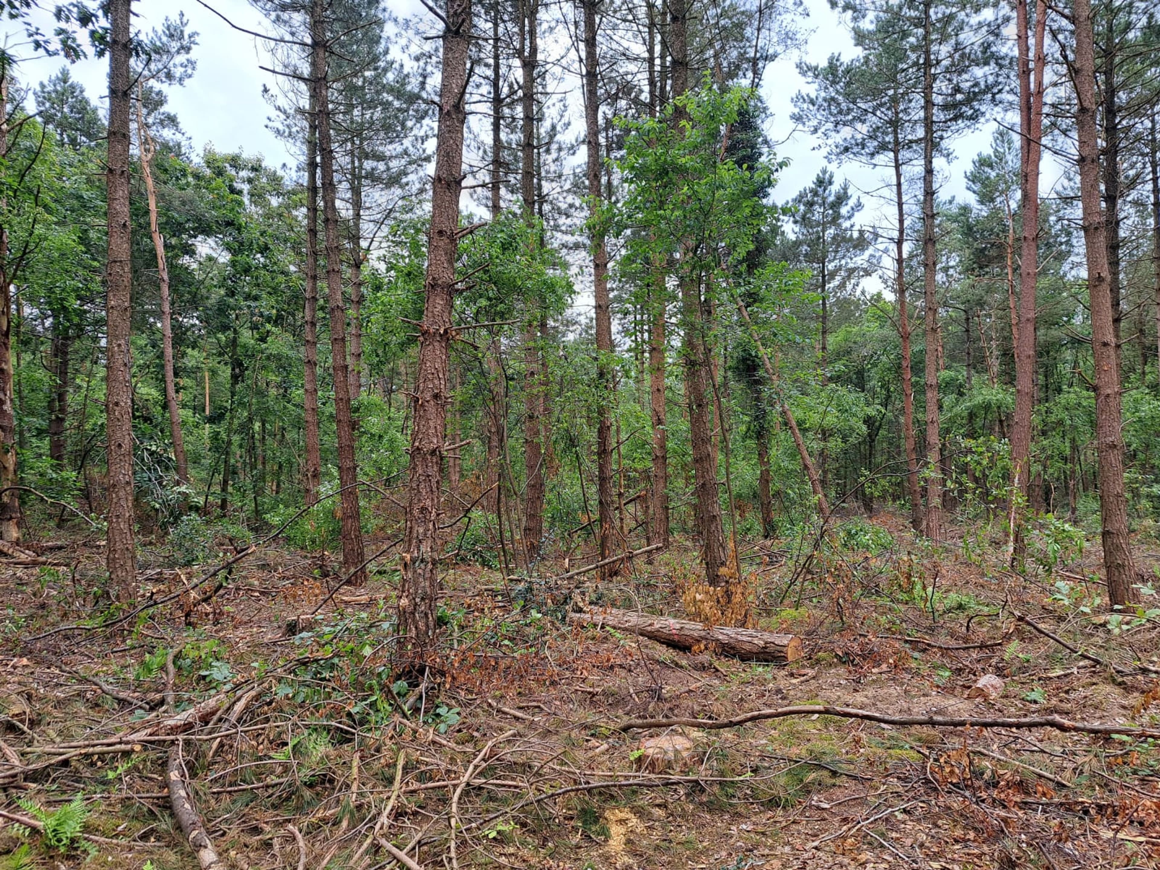 Naturwald und Heidelebensräume in Olfen entdecken