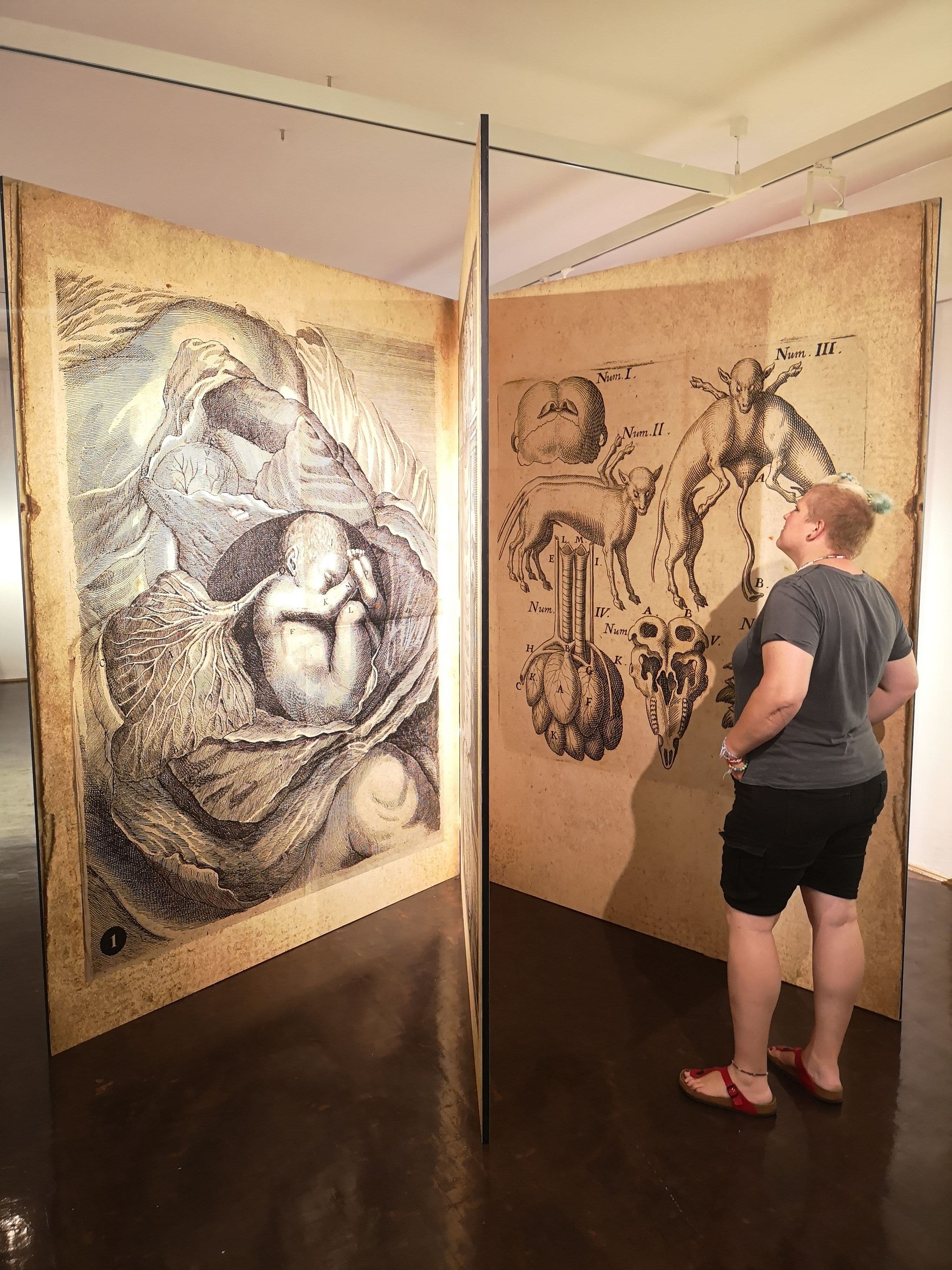 Symposium im Wilhelm-Fabry-Museum: Magie der Dinge
