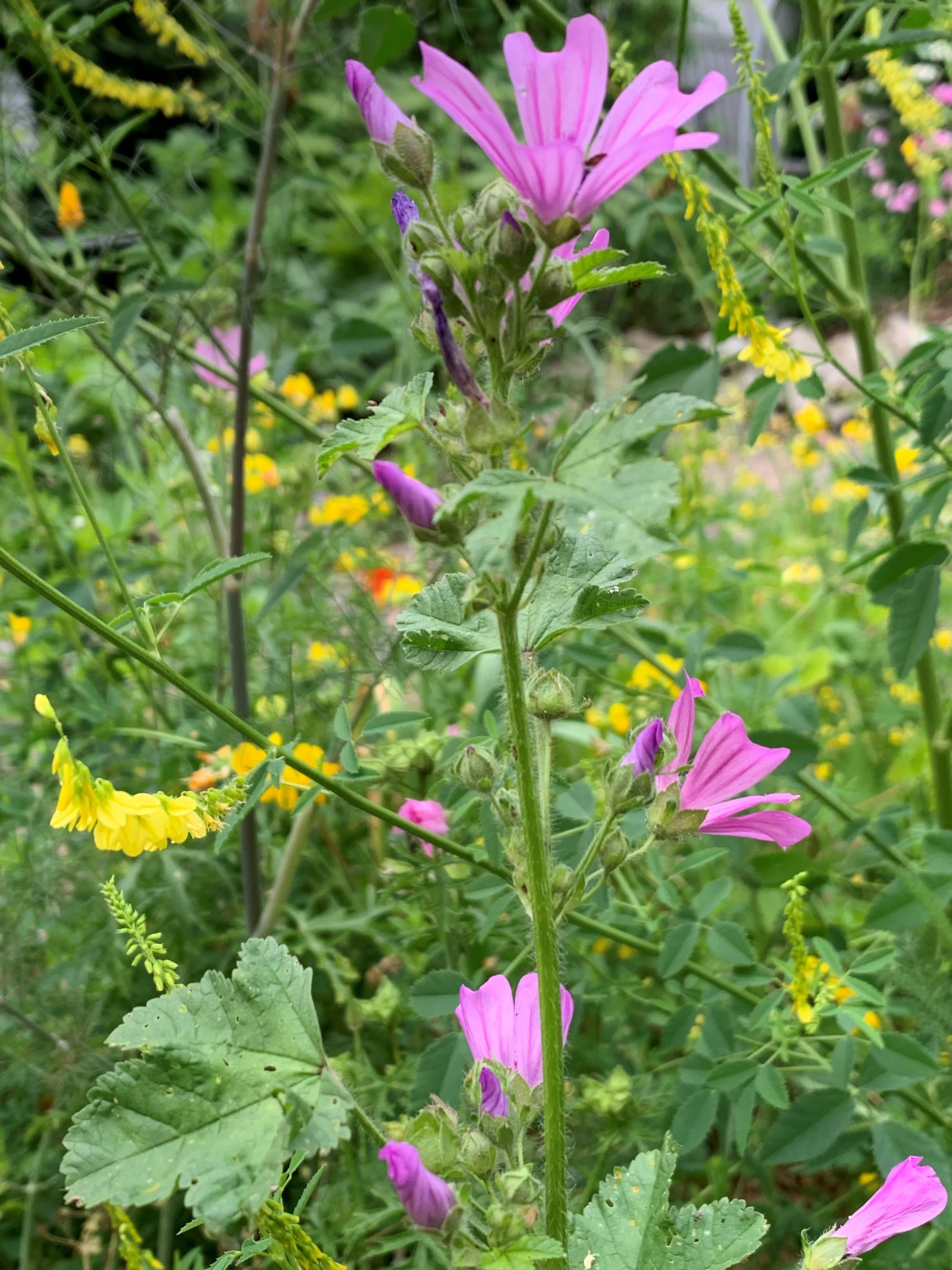 Kräuterführung in der Steveraue am Naturparkhaus Steveraue