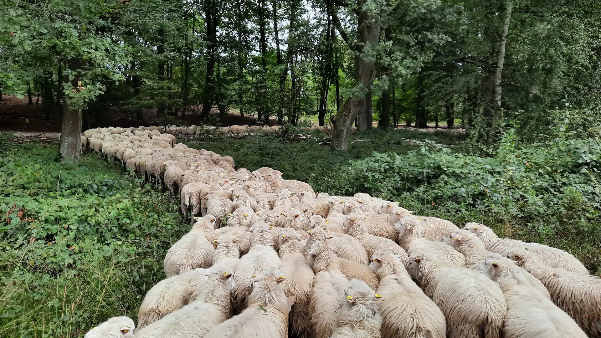 Schafherde in der Hildener Heide (2025)