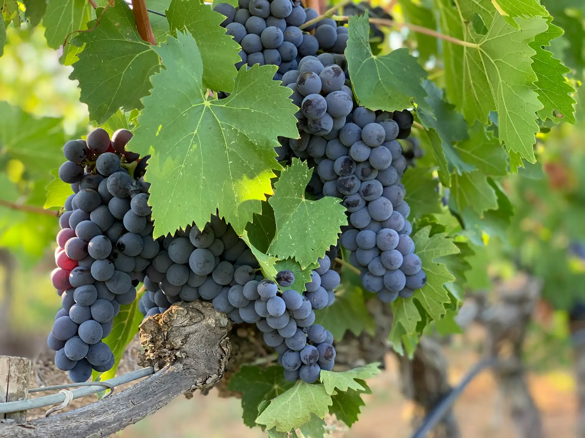 Das siebte Zülpicher Weinfest im Park am Wallgraben.