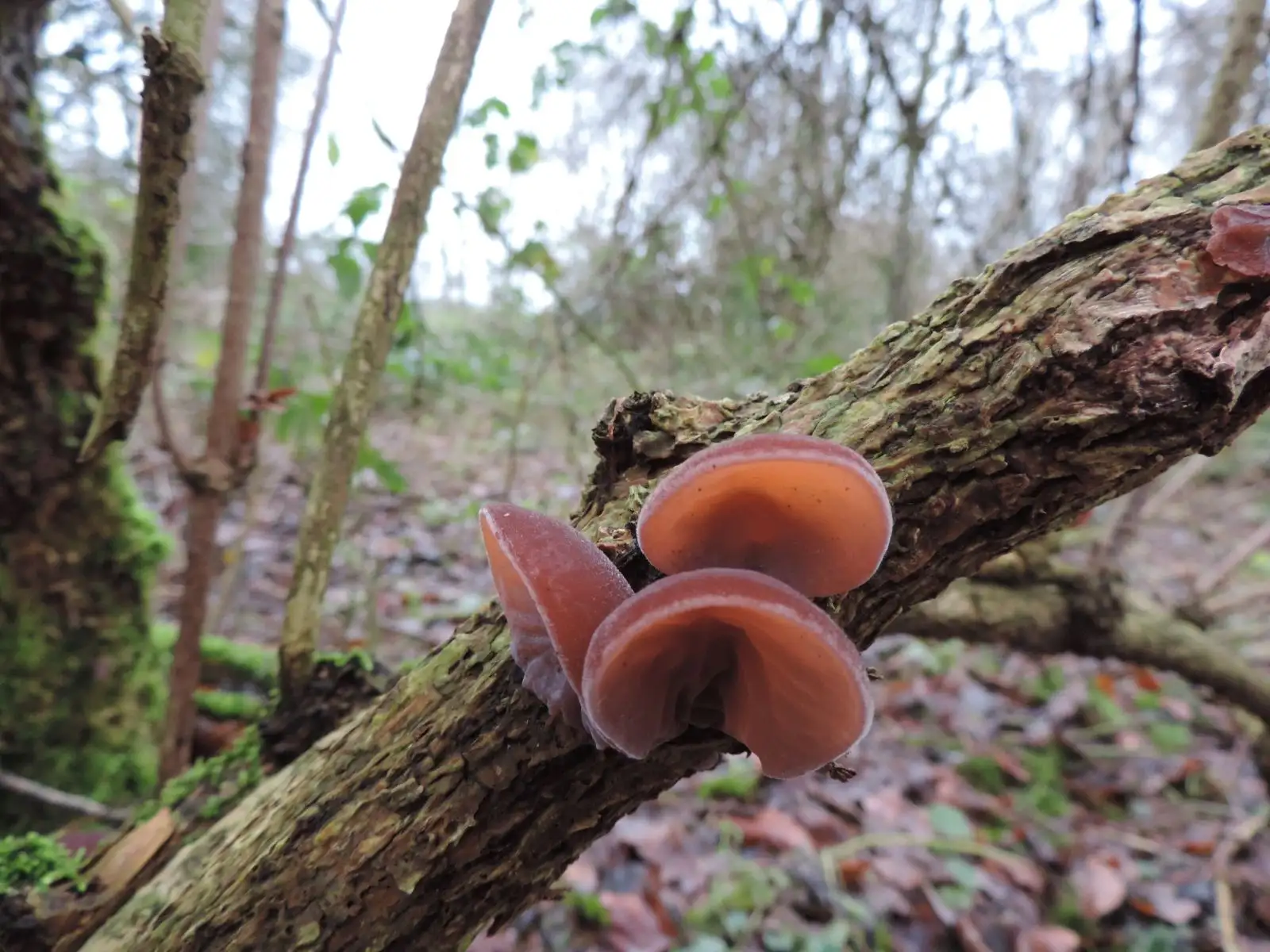 Das Judasohr ist ein typischer Pilz im Auwald.
