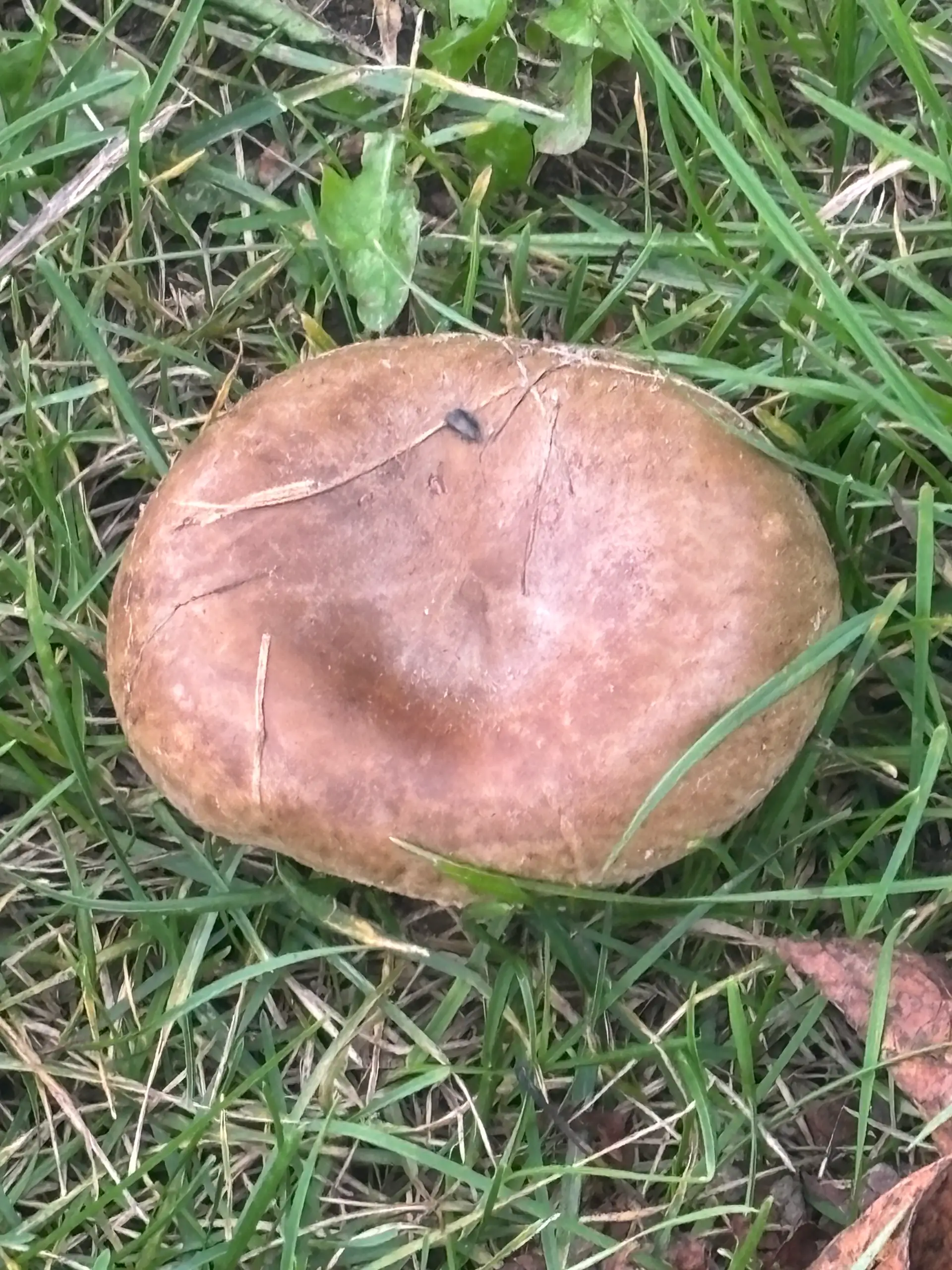 Mehrere Pilze wachsen in einer Gruppe im Waldboden zwischen Laub und kleinen Pflanzen.