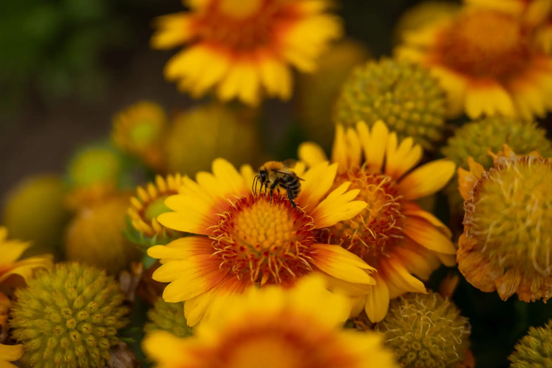 Insektenfreundliche Gärten entdecken