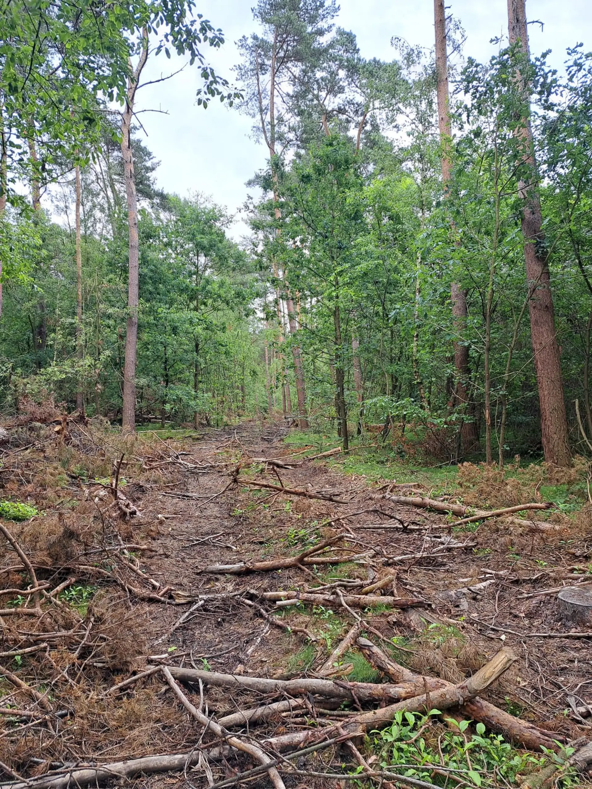 Naturwald und Heidelebensräume in Olfen entdecken
