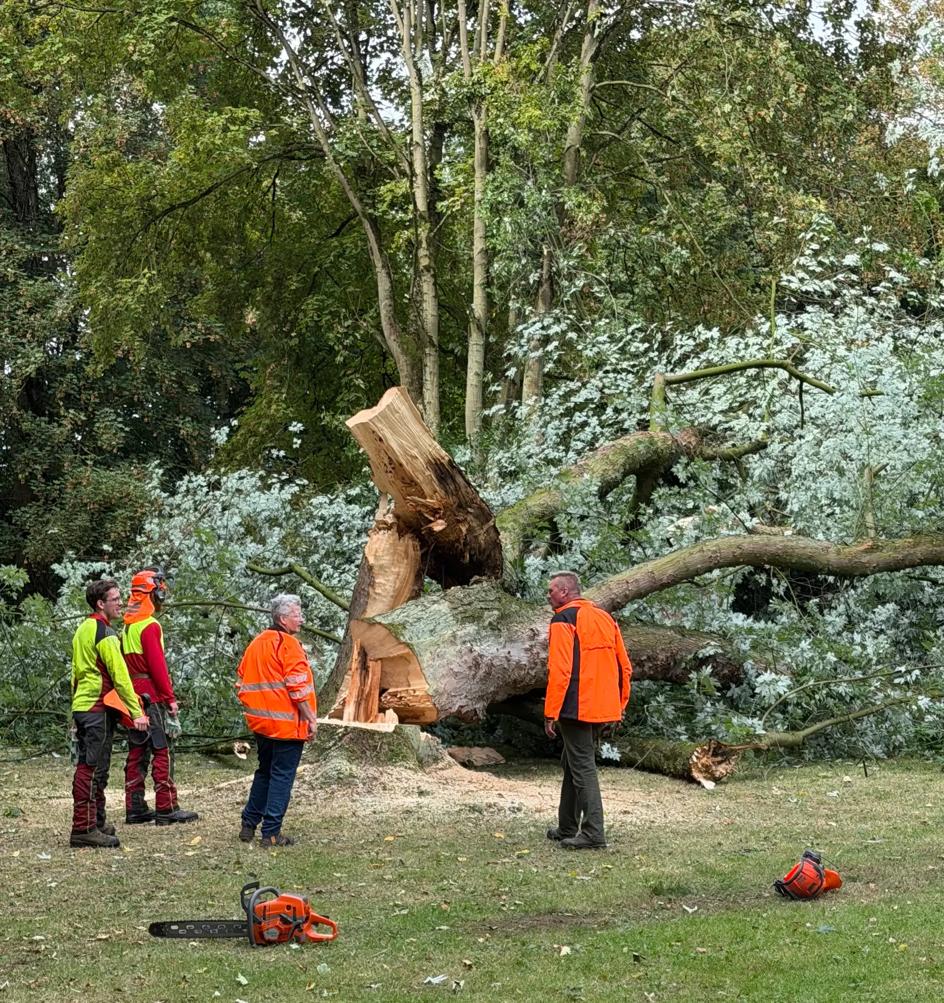 Gefällter Silberahorn im Kurpark nach Astbruch