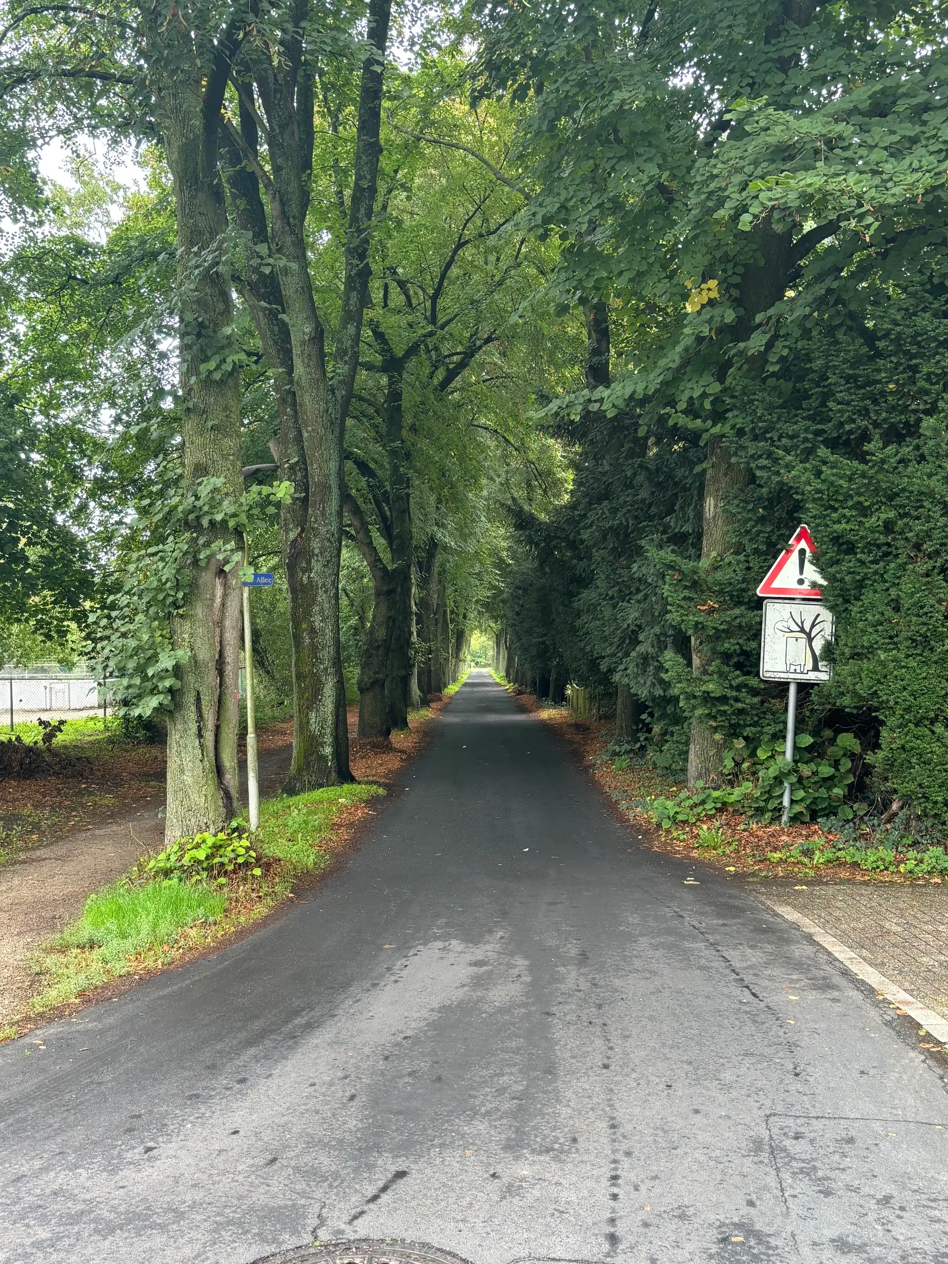 Baum in einer Allee mit Hinweisen auf Baumpflegearbeiten im Bereich von Lindenallee und Quellensee.