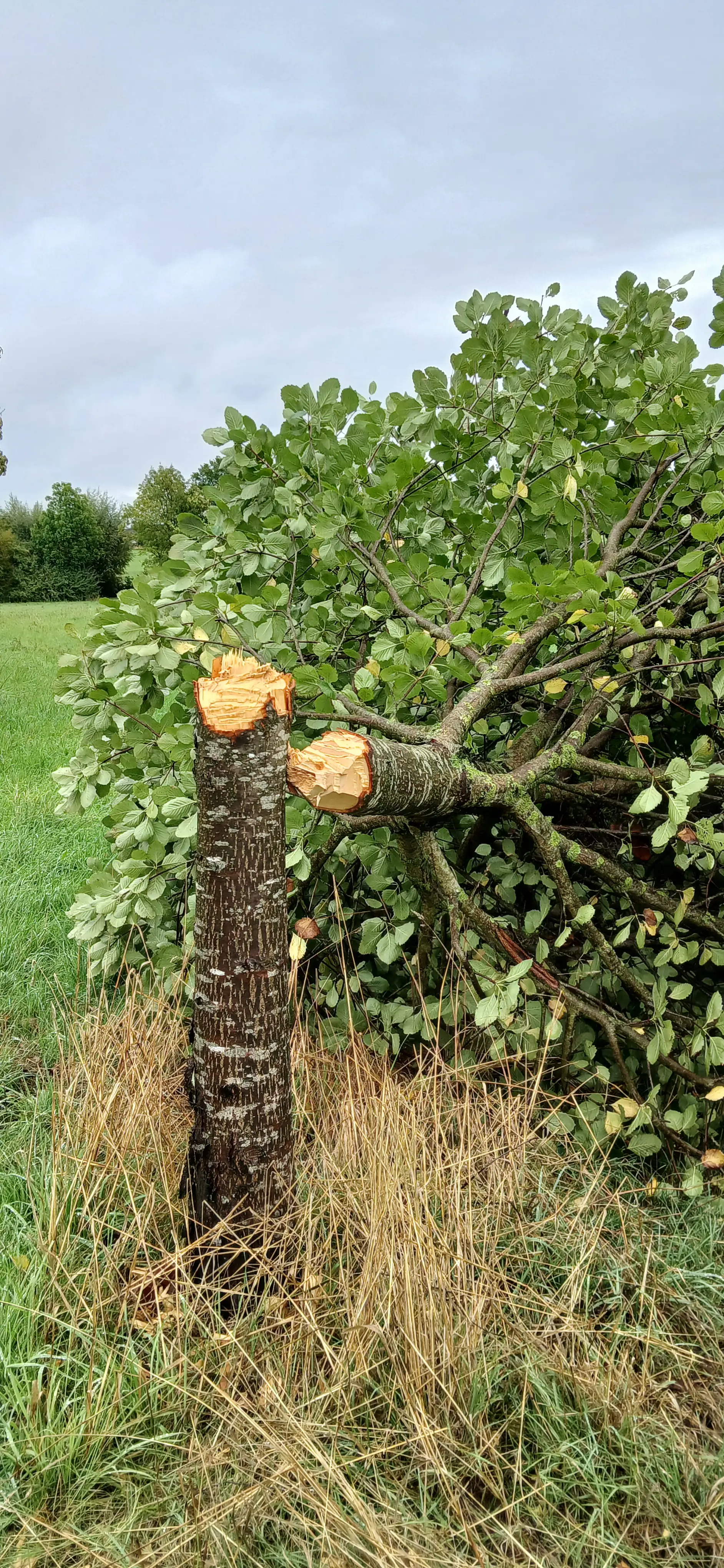Gefällter Baum auf einer Grünfläche.