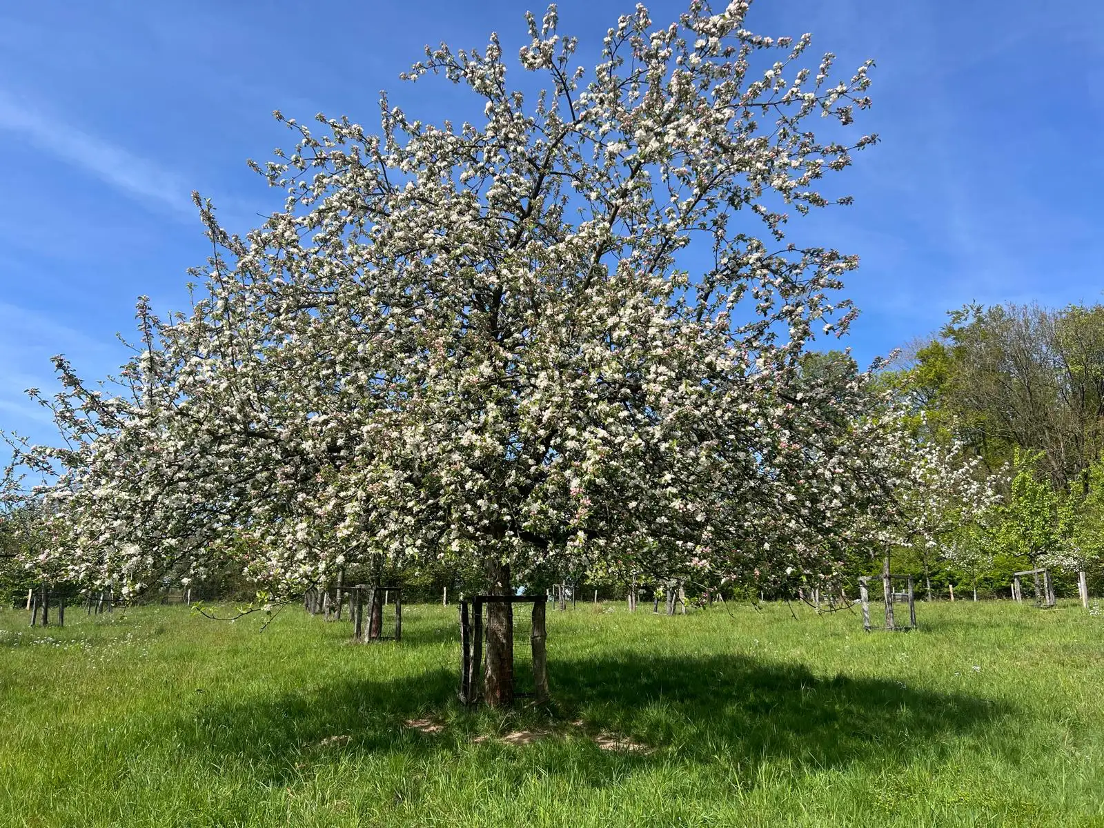 Obstwiese im Frühjahr mit Obstbäumen und Wiese im Hintergrund.