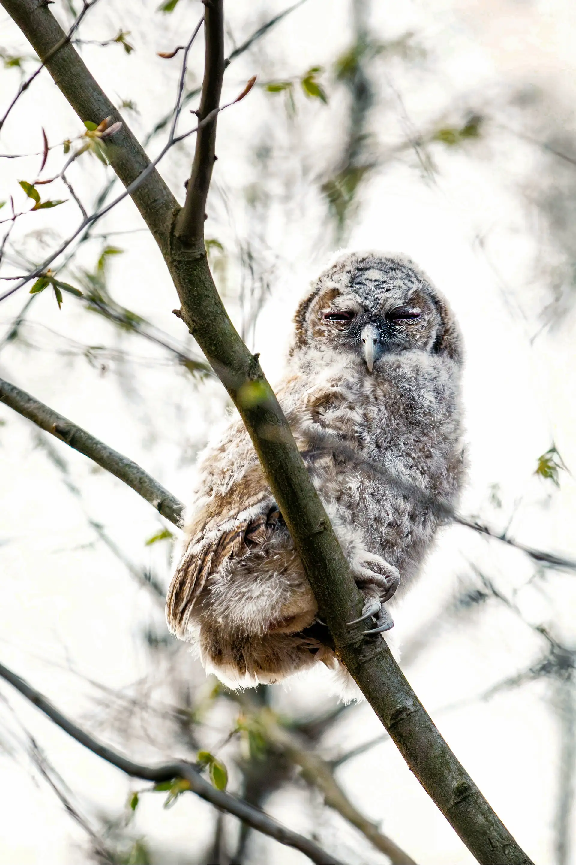 Die Schönheit der Natur spiegelt sich auch in diesem Eulen-Bild der Naturfotografin Heike Reineke wider.