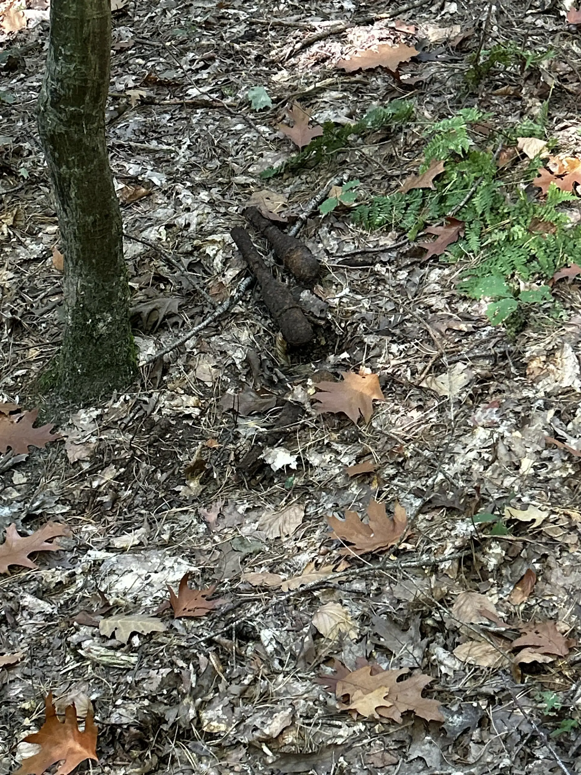 Gefundene Granaten liegen am Fundort im Wald.