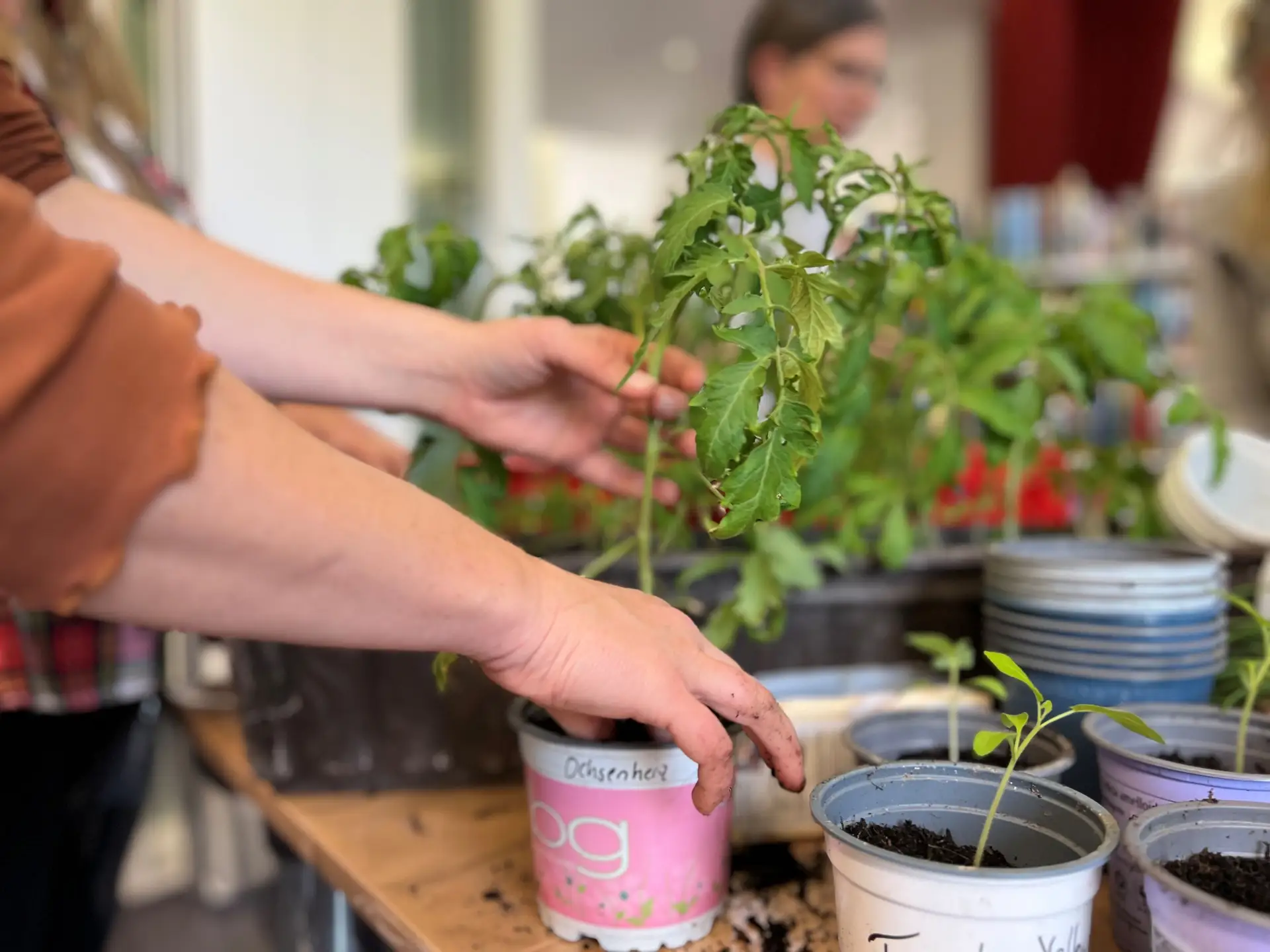Saatguternte leicht gemacht: Praxisworkshop im Dritten Ort